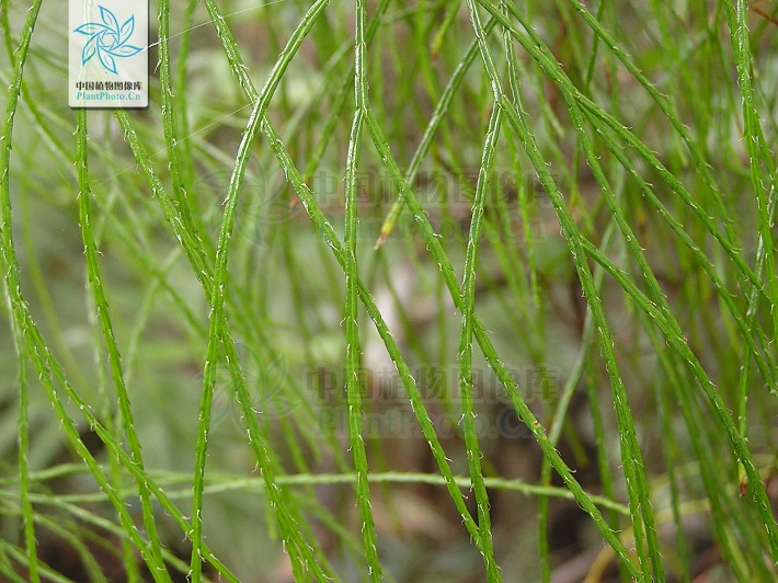 pseudolycopodiella holub