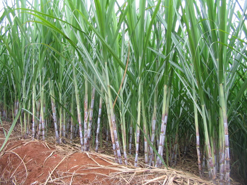 上高紫皮甘蔗