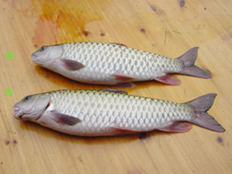 spinibarbus  denticulatus