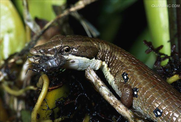 为鳖蠊科昆虫地鳖 i> i>eupolyph,aga sin,ensis /i> /i> walker或冀