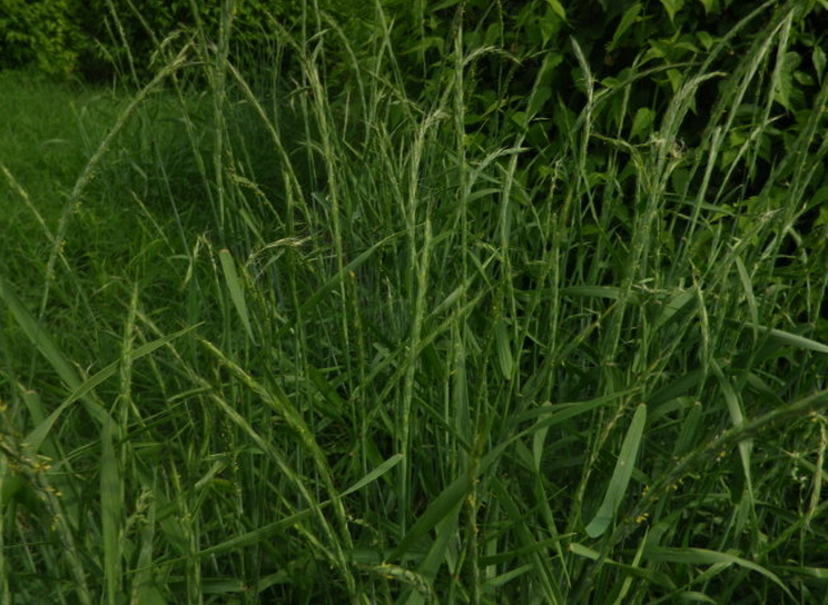  p>毒麦(学名: i>lolium temulentum /i> l.