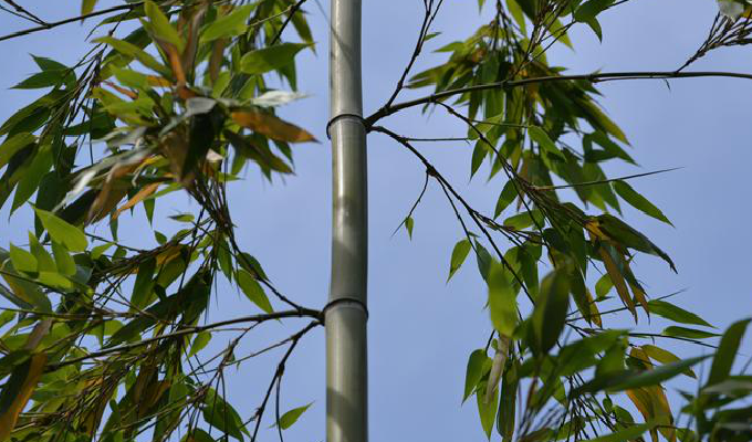  p>白哺鸡竹(学名: i>phyllostachys dulcis /i> mcclure)是禾本科