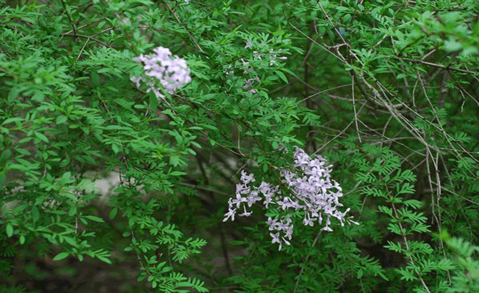  p>花叶丁香(学名: i>syringa persica /i> l.