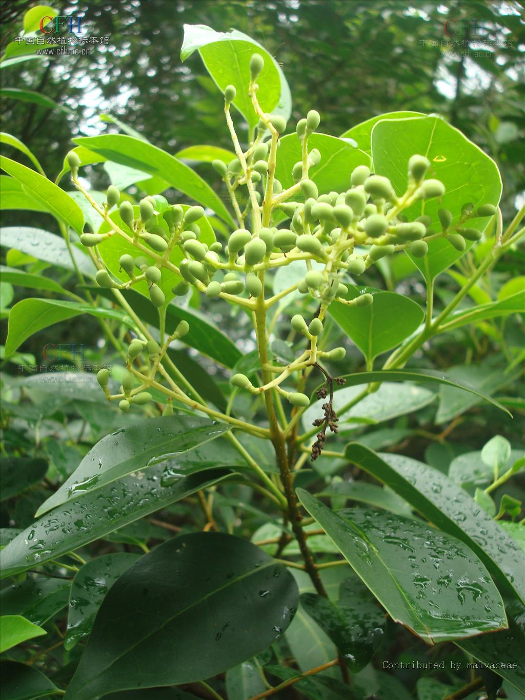  a target="_blank" href="/item/女贞属">女贞属 /a>常绿灌木或乔木