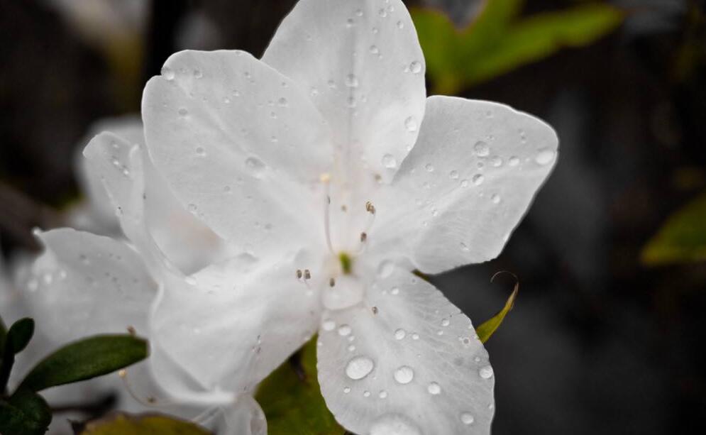  p>白毛杜鹃,常绿小乔木.