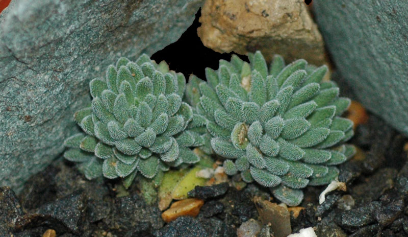 orostachys schoenlandii