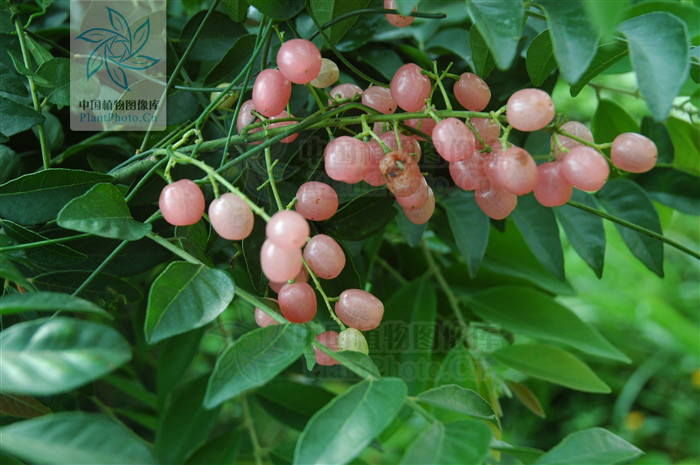  p>假黄皮(学名: i>clausena excavata  /i> burm.f.