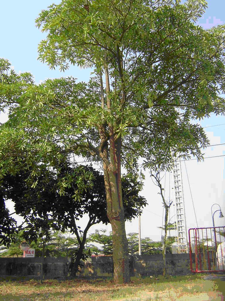  p>黑板树(学名:alstonia scholaris)又称象皮树,灯架树,糖胶树,乳木