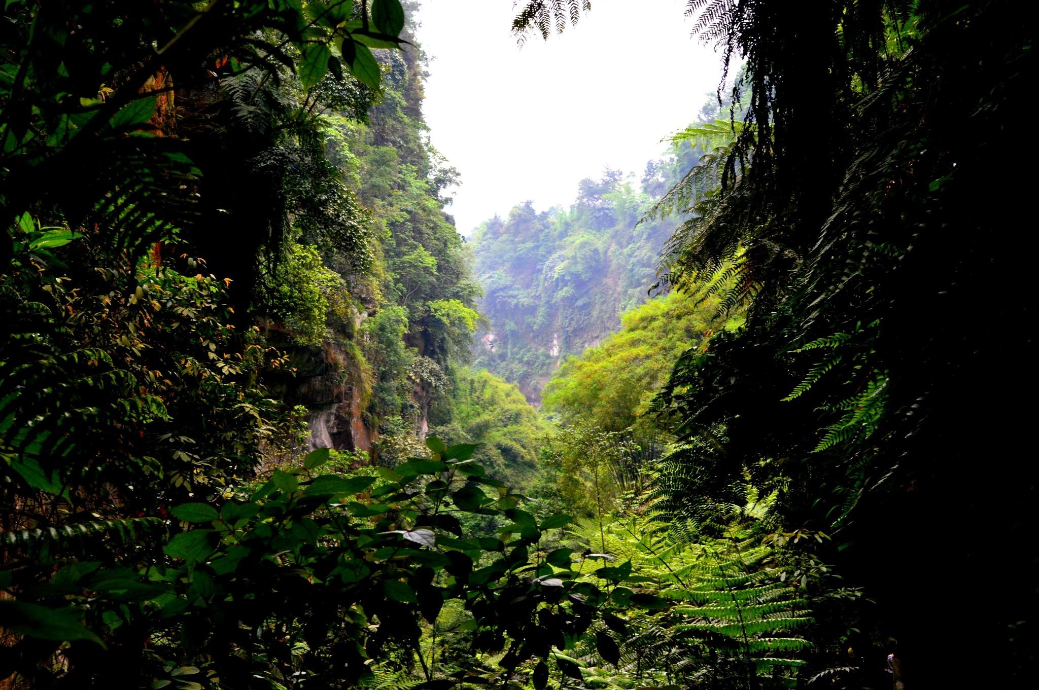  p data-id="gnbbhe8zux">桫椤峡谷位于五通桥区西坝镇,北靠乐山大佛