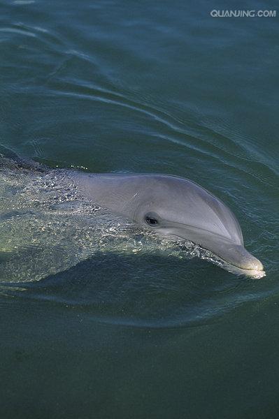  p>宽吻海豚, i>tursiops truncatus  /i>(montagu, 1821), a target=