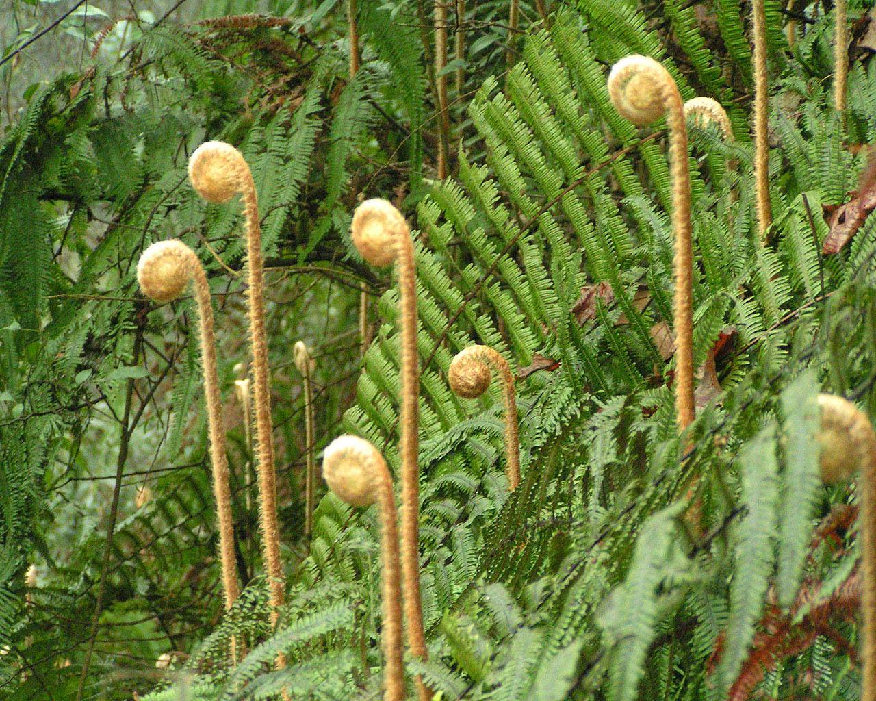  p>中华桫椤(学名: i>alsophila costularis /i> baker)是桫椤科桫椤