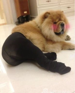 丝袜狗狗