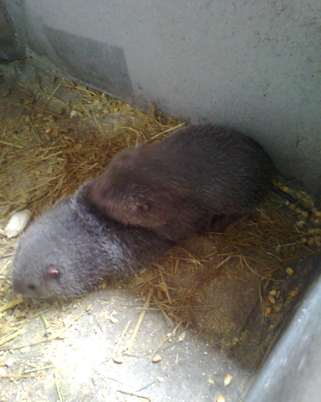  p>竹鼠(学名: i>rhizomyidae /i>),是属竹鼠科, a href="#" data