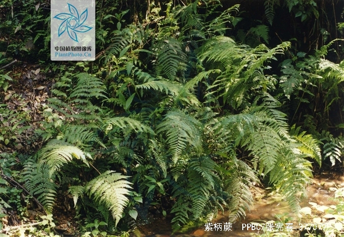  p>紫柄蕨,蕨类植物,广泛分布于长江以南各省区东至台湾,西南达云南