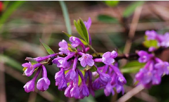  p>芫花,别名:药鱼草,老鼠花,闹鱼花,头痛花,闷头花,头痛皮,石棉皮,泡