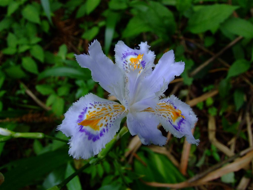  p>日本鸢尾(学名: i>iris japonica /i> thunb.