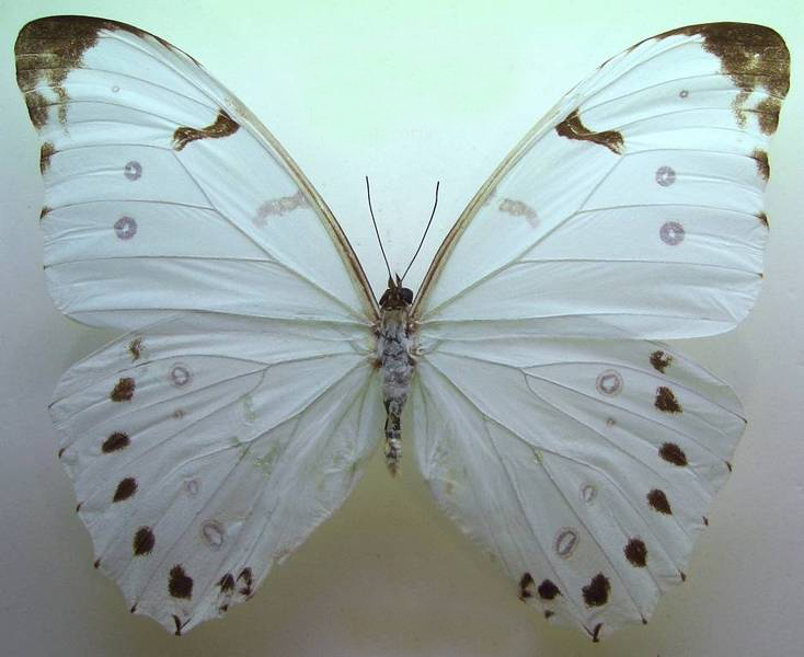  p>大白闪蝶(学名:morpho luna),鳞翅目 a href="#">蛱蝶科 /a>闪蝶属