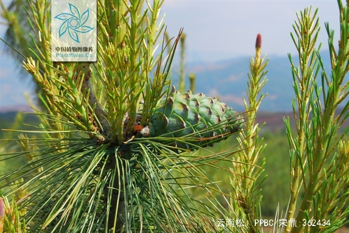 pinus yunnanensis franch.