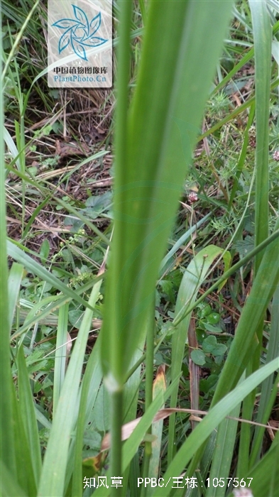 为禾本科画眉草属植物知风草eragrostis ferruginea (thunb.) beauv.