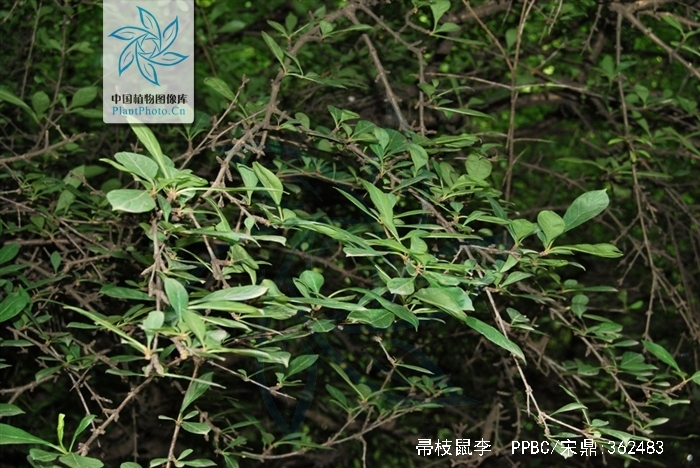  p>帚枝鼠李(rhamnus virgata roxb.