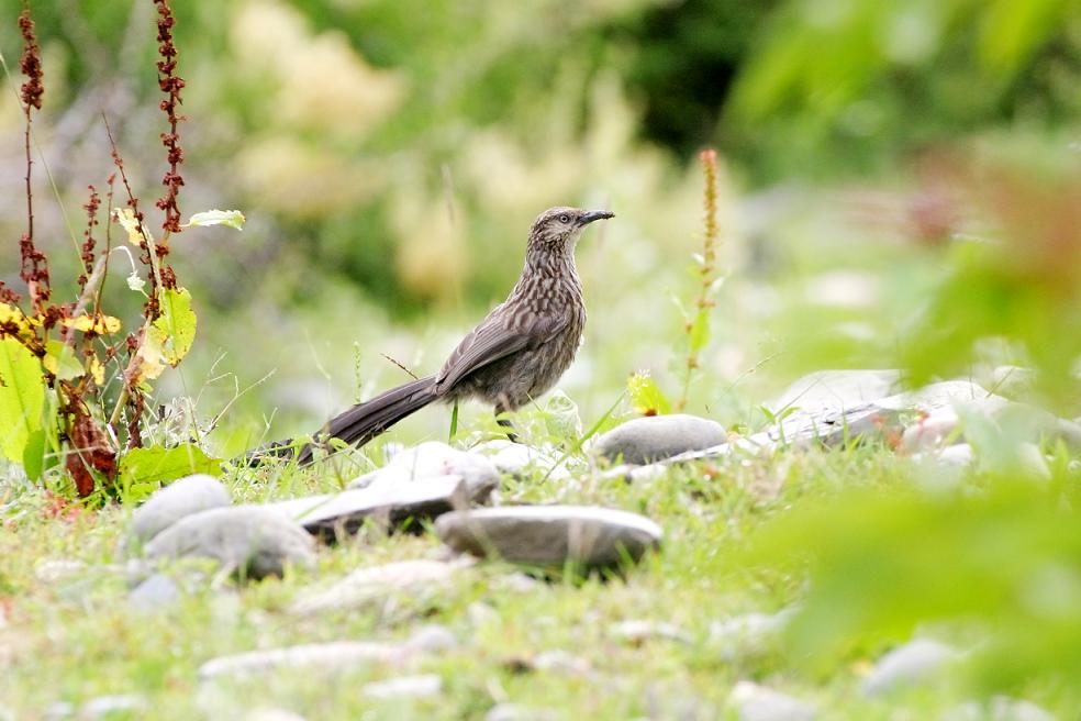  p>大草鹛(学名: i>babax waddelli /i>)中型鸟类,体长31~34厘米.