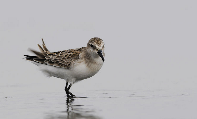  p>分布于北美地区(包括美国,加拿大,格陵兰,百慕大群岛,圣皮埃尔和密