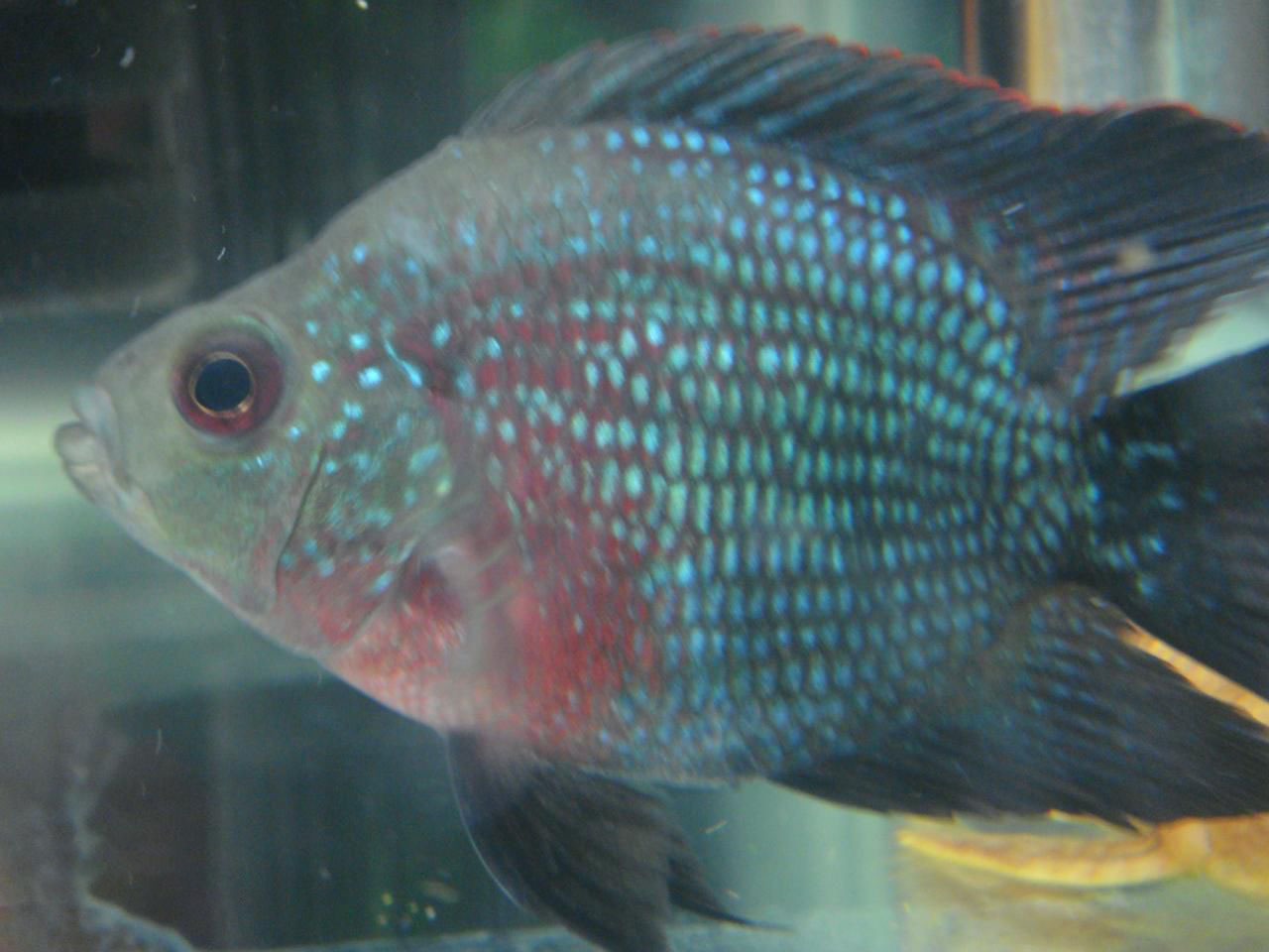  p>罗汉鹦鹉鱼是观赏鱼市场上近几年新出产的品种,系罗汉鱼与红魔鬼鱼