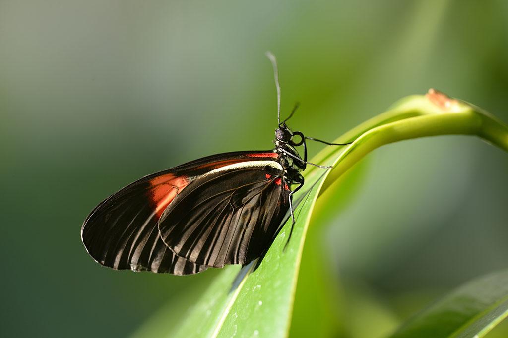  p>红带袖蝶 i>(学名:heliconius melpomene) /i>,又名红色邮差蝴蝶