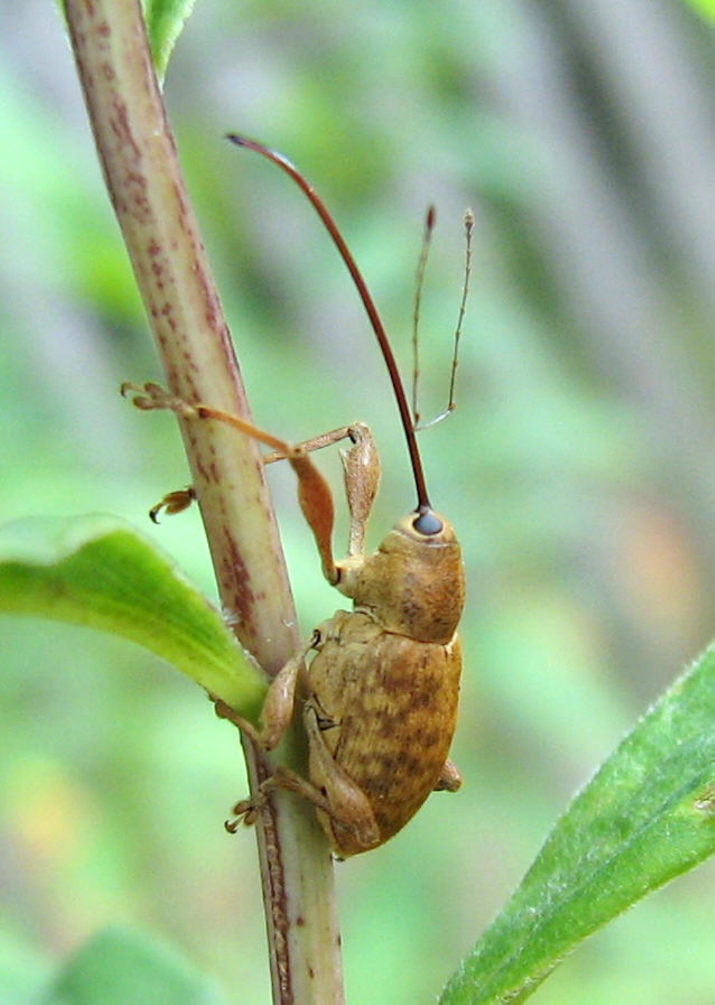  p>象甲科(curculionidae;weevils), a href="#" data-lemmaid="