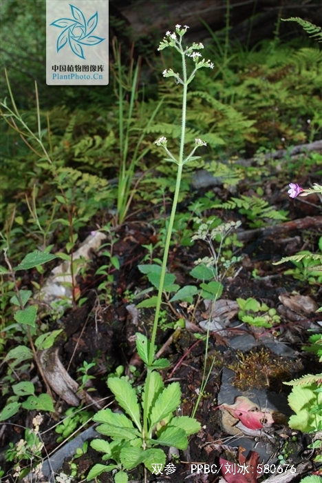 item/川续断科/2378161" data-lemmaid="2378161">川续断科 /a>植物 a