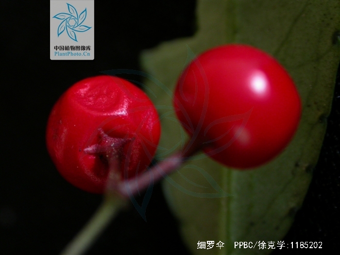  p>细罗伞,小 a href="#">灌木 /a>,高达35厘米,有时具 a href="#"