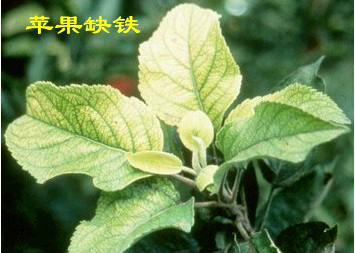 苹果缺铁症