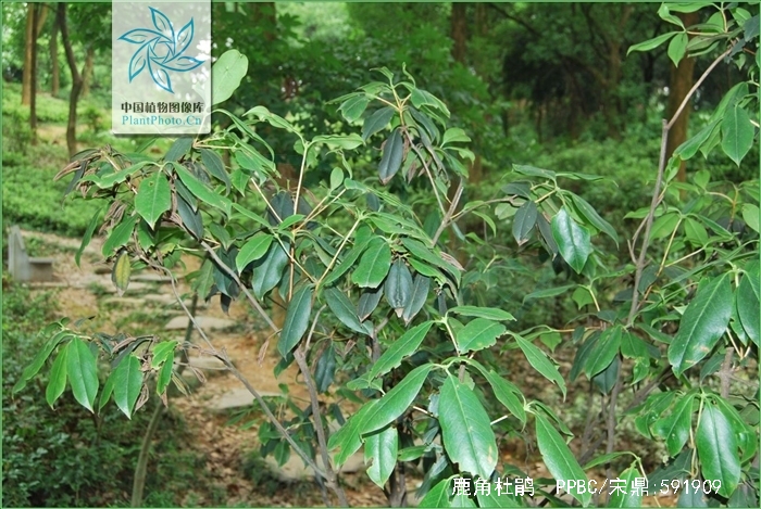  p>鹿角杜鹃(学名: i>rhododendron latoucheae /i> franch.