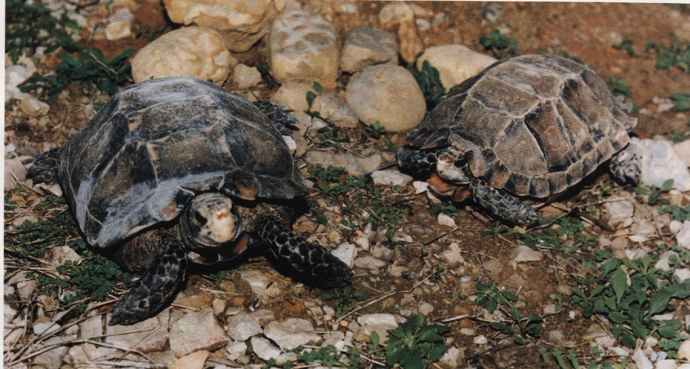  p>凹甲陆龟(学名: i>manouria impressa /i>)是陆龟科,凹甲陆龟属