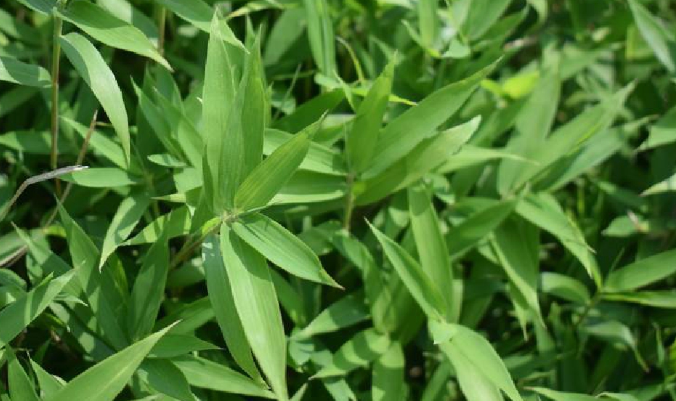  p>翠竹(学名: i>sasa pygmaea /i> (miq.) e.-g.