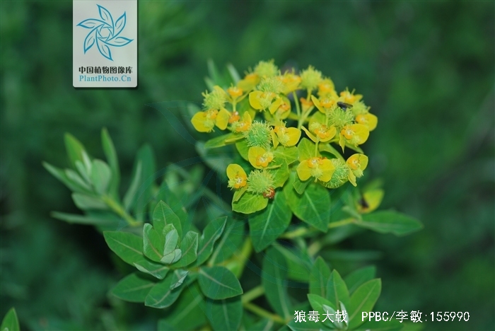  p data-id="tzalcaveebsu">狼毒大戟( i>euphorbia fischeriana /i>