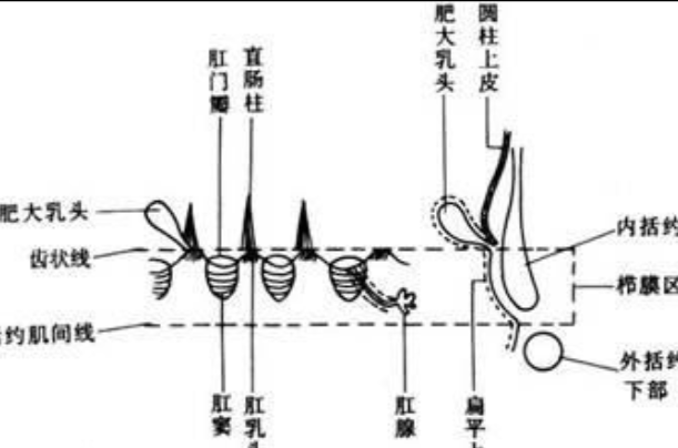  p>肛门瓣下方的 a target="_blank" href="/item/三角形/179552"
