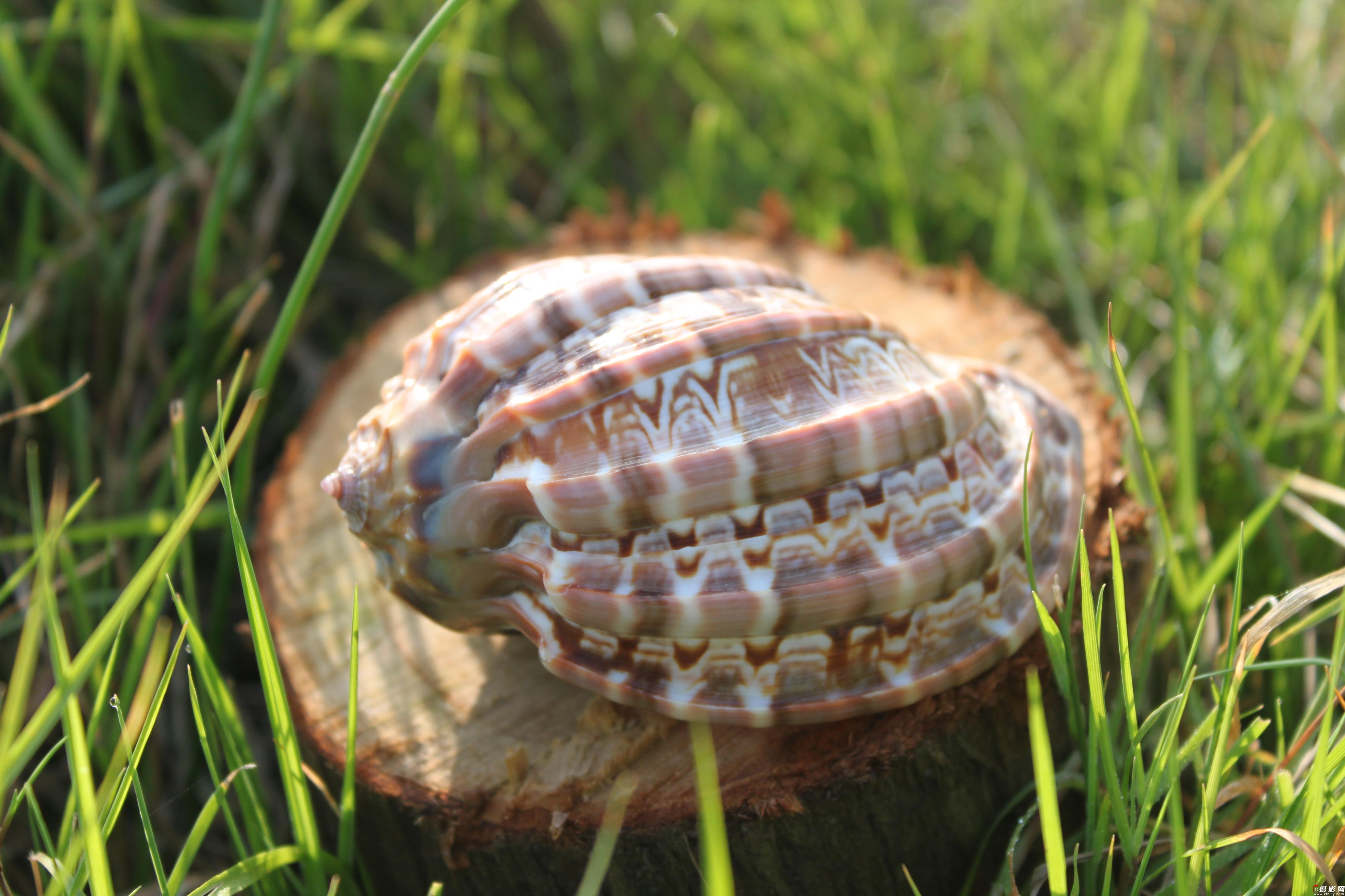  p>竖琴螺(学名:harp conoidalis),是 a href="#" data-lemmaid="