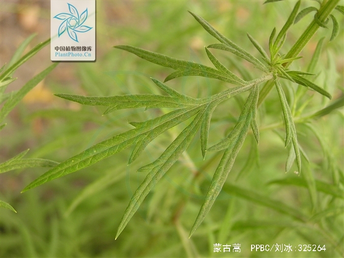  p>蒙古蒿(学名: i>artemisia mongolica /i> (fisch. ex bess.