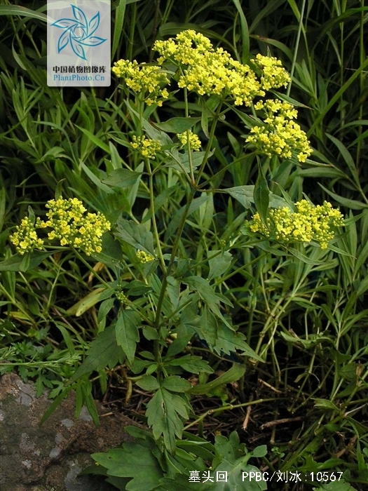  p>墓头回为败酱科植物糙叶败酱( i>patrinia rupestris  /i>(pall.