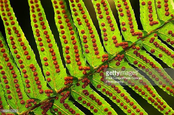 从演化角度看,异型叶较为进化.蕨类植物和裸子植物均有孢子叶. /p>