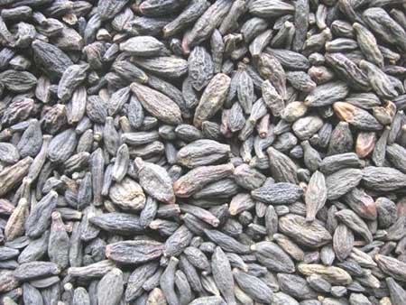  p>藏青果,别名西青果,大乔木,.