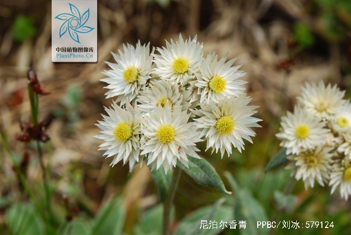  p>尼泊尔香青(学名: i>anaphalis nepalensis /i> (spreng.) hand.