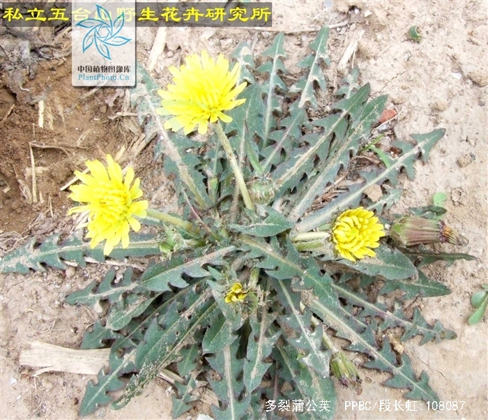  p>多裂蒲公英(学名: i>taraxacum dissectum /i> (ledeb.) ledeb.