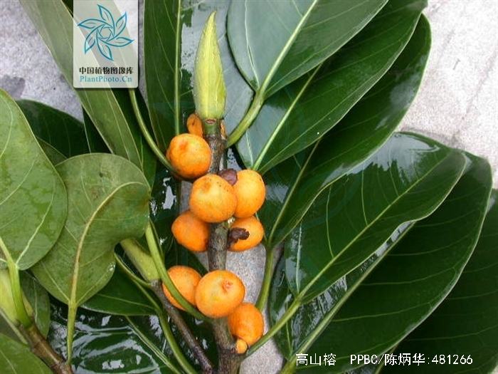  p>高山榕(学名: i>ficus altissima /i>)属 a href="#" data-lemmaid