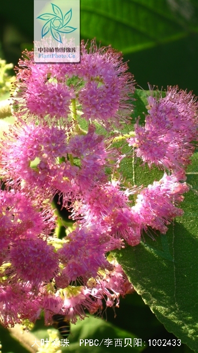 data-lemmaid="2951374">马鞭草科 /a>植物大叶紫珠callicarpa