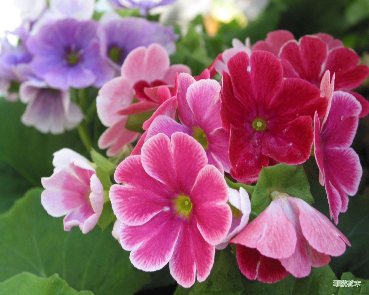 w. smith)是报春花科,报春花属植物.