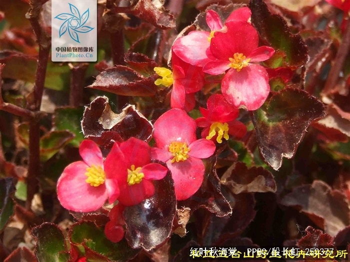  p>红叶秋海棠(学名: i>begonia rhodophylla /i> c. y.