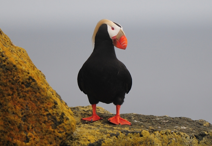  p>簇海鹦(学名: i>fratercula cirrhata /i>):体长38-41厘米,翼展63.