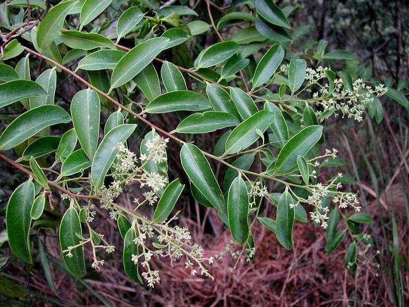 是紫金牛科,酸藤子属攀援灌木或藤本,长3-6米,有时达9米以上;枝条